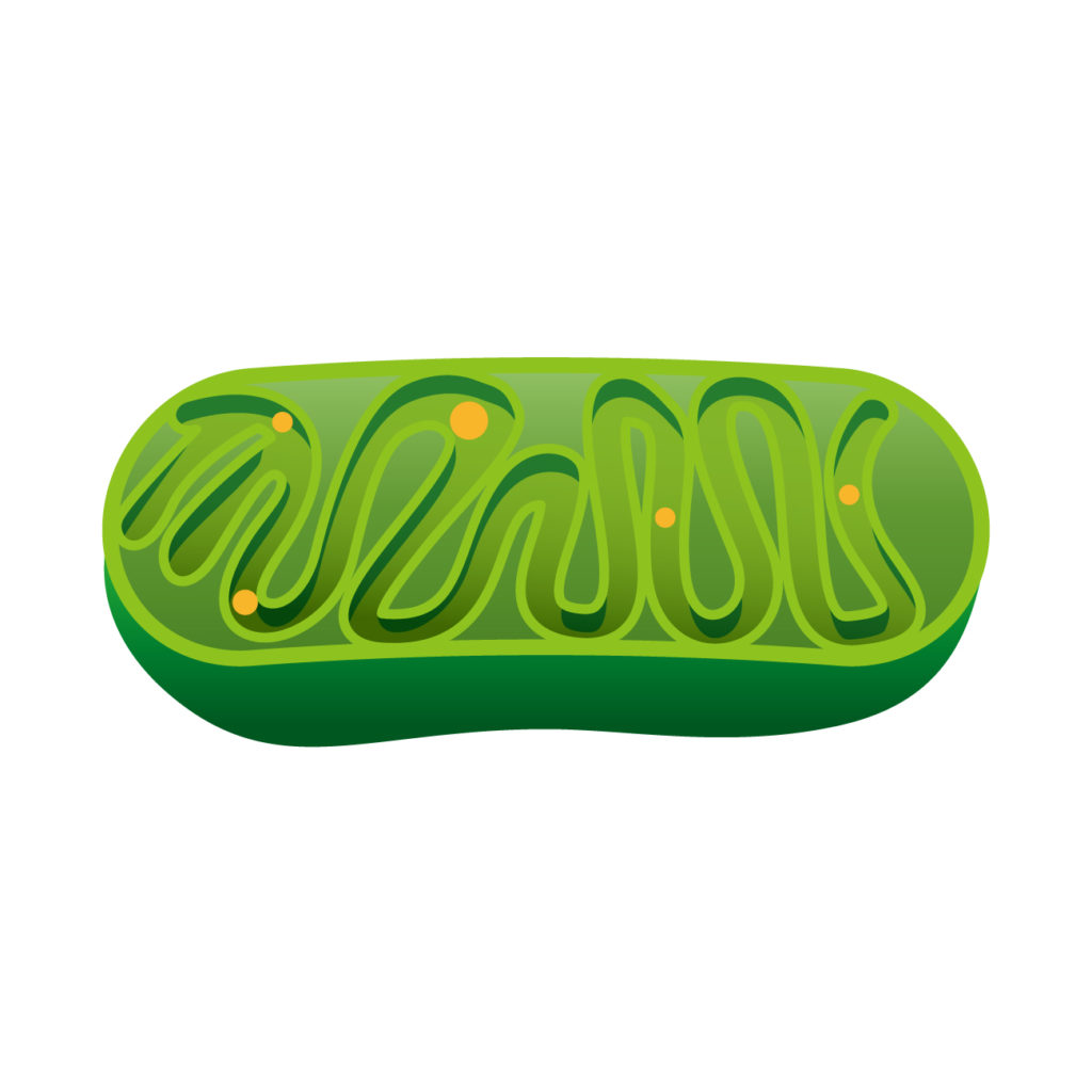 ミトコンドリアでダイエット。老化防止にも関係してます！